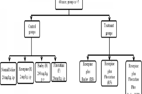 The experimental schematic, control groups: Normal saline (20 mg/kg, i. p.), Reserpine was dissolved in normal saline at a concentration of 2 mg/ ml and administered at a dose of 2 mg/kg, i. p. Barley (200 mg/kg, p. o) was administered by gavage and fluoxetine (20 mg/kg, i. p.). Treatment gropus: Dual combination ( Reserpine and barley groups, Reserpine and fluoxetine), and the triple combination (Reserpine plus fluoxetine plus barley