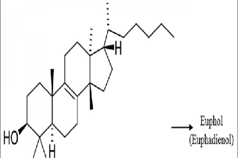 Structure of Euphol (Euphadienol)