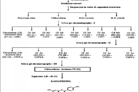 Separation scheme of kaempferol from methanol extract of Blepharis integrifolia and its structure