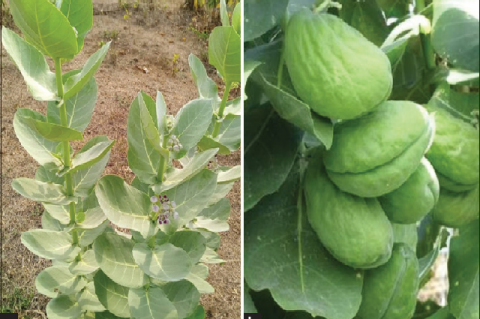 Calotropis procera plant showing its long and slender stem (a) and fruit (b)