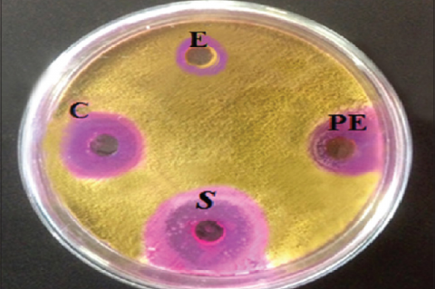 Aspergillus flavus