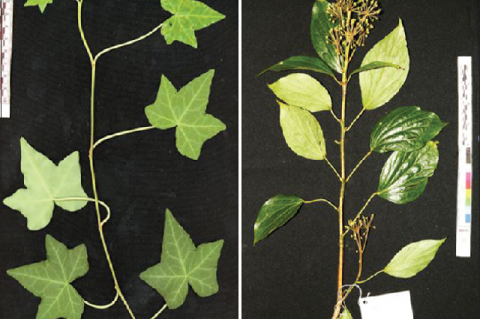 Sample pictures (a) TL1_180_21 (Hedera helix); (b) TL1_180_19 (Hedera nepalensis)