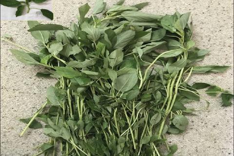 Nutraceutical Potential of Molokhia (Corchorus olitorius L.): A Versatile Green Leafy Vegetable