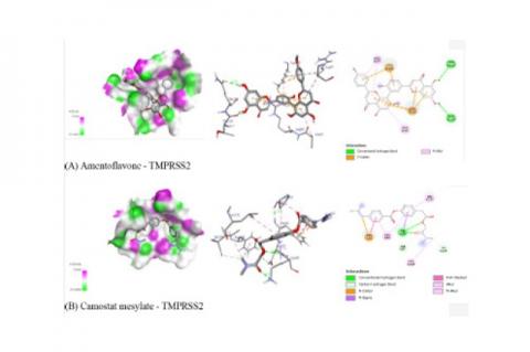 Interaction of amentoflavone and Camostat mesylate with human TMPRSS-2 protein