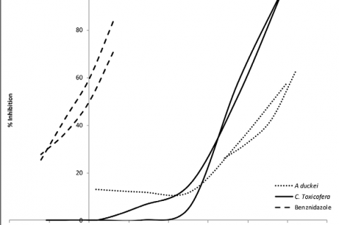 Concentration-dependent anti-trypanosomal activity of Benznidazole (dashed line) and water extracts of Ambelania duckei (dotted line) and Curarea toxicofera (plain line).