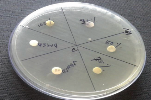 Antibacterial assay of plant extract of Cynodon dactylon against Lactobacillus acidophilus