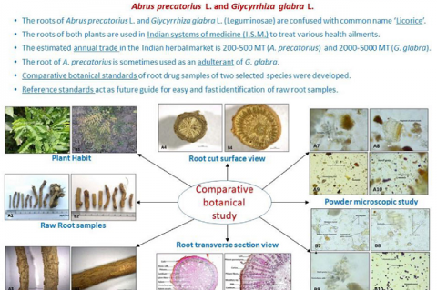 Comparative Macroscopic and Microscopic Characterization of Raw Herbal Drugs of Abrus precatorius L. and Glycyrrhiza glabra L.