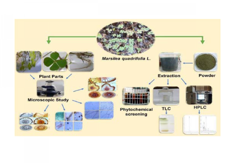 Schematic representation of pharmacognostical standardization of Marsilea quadrifolia L.