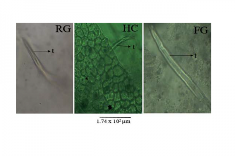 Trichomes (t) of Azadirachta indica across found in RG, HC and FG samples. Figure