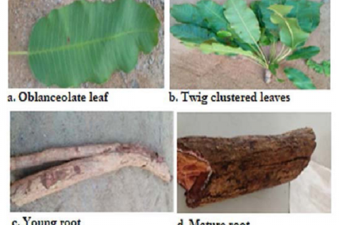 Leaves and rootbark Morphological features of L. lanceolata.