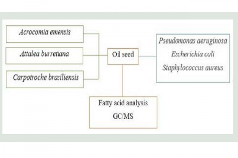 Fatty Acid Profile and Antimicrobial Activity of Oils Extracted from Seeds of Oleaginous Plant Species