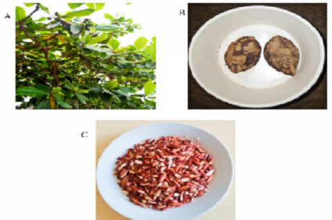 Terminalia catappa tree (B) Terminalia catappa fruits (C) Terminalia catappa Kernel.