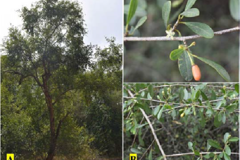 E. monogynum, A: Habit, B: Flower and fruiting twig.