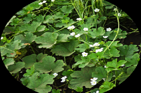 An annual herbaceous climber herb “Luffa echinata Roxb.”