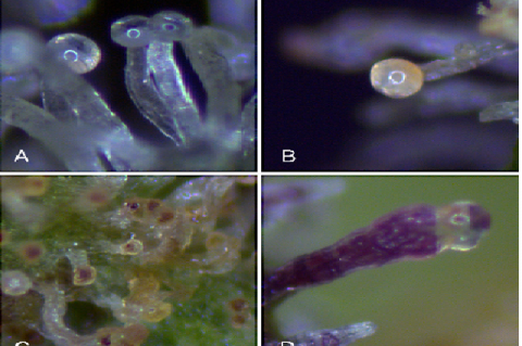 (capitate stalked translucent-milky trichome heads), B: CSTy-o (capitate stalked yellow-orange trichome heads), C: CSTdb (capitate