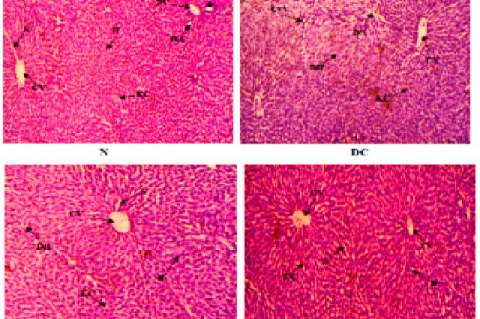 Histopathology of rat Liver (H&E stain) (20X).