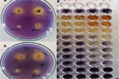 Quorum sensing inhibition (A) and violacein inhibition (B) plates