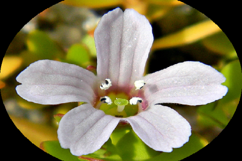 Flower of Bacopa monnieri.