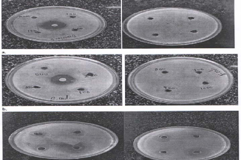 Antibacterial activity of H-ACV extract (100- 1000ppm) against S. aureus ; b) Antibacterial activity of H-ACV extract (100- 1000ppm) against E. coli ; c) Antibacterial activity of H-ACV extracts phytosomes (50-200ppm) against S.aureus and E. coli.