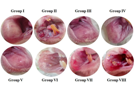 Photograph showing the gross appearance of oral tumors.