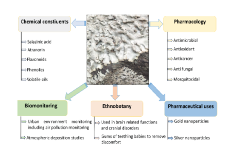 Potential applications of Parmelia sulcata Taylor