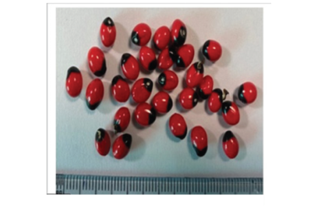 A: Seeds of Trigonella foenum-graecum, B: Seeds of Senna tora, C: Seeds of Pongamia pinnata, D: Seeds of Abrus precatorius.