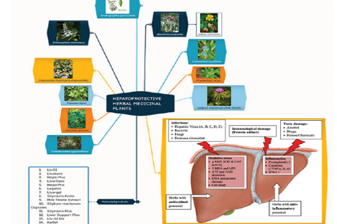 Hepatoprotective herbal medicinal plants, their marketed products and mechanisms of liver damage and how these herbs offer protection through antioxidant and anti-inflammatory properties.