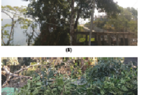 Ilex khasiana naturally growing at Luangmual, Aizawl, Mizoram. The tree (left) near a construction site from which its leaves (right) were collected and used for the study (Photo: Lalnunfela).
