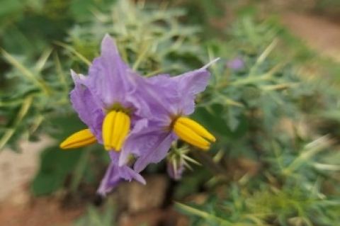 Morphology of Flower.