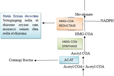 simplified overview of the Mevalonate pathway involved in cholesterol synthesis. Potential therapeutic interventions, including both conventional drugs and Traditional Chinese Medicines (TCMs), are highlighted. Dotted arrows represent pathways that are bypassed or not shown in this diagram.