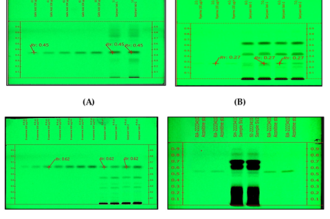 Developed HPTLC plates for all marker compounds. A. Gallic acid, B. Piperine, C. β-asarone, D. Aconitine).