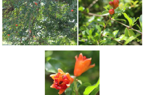 Plant Habitat and close view of Punica granatum L.