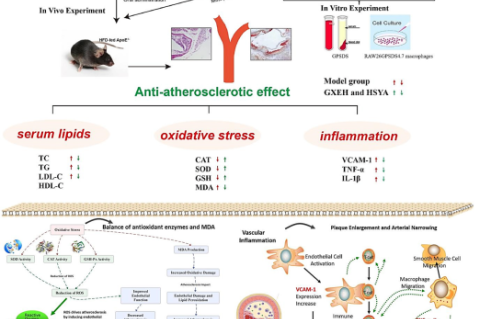 Mechanism of action of Guan-Xin-Er-Hao (GXII) and hydroxysafflor yellow A (HSYA) in ameliorating atherosclerosis in ApoE−/− mice involves antioxidant and anti-inflammatory effects. The figure illustrates the antioxidant and anti-inflammatory mechanisms of Guan-Xin-Er-Hao and Hydroxysafflor Yellow A. By balancing antioxidant enzymes and MDA production; they reduce Reactive Oxygen Species (ROS); thereby alleviating endothelial dysfunction and oxidative stress. ROS-induced inflammation increases VCAM-1 express