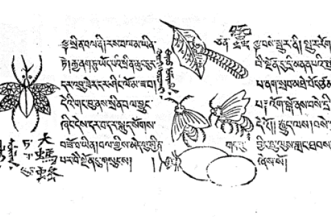 A page from “Beautiful Wondrous Eye Ornament” by Jambaldorj (1851).