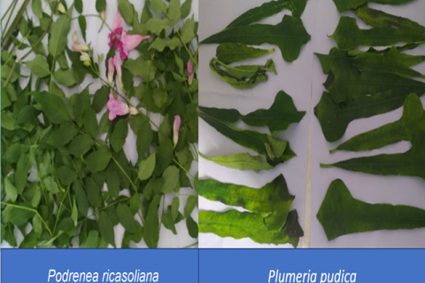 Podrenea ricasoliana flowering plants and Plumeria pudica leaves
