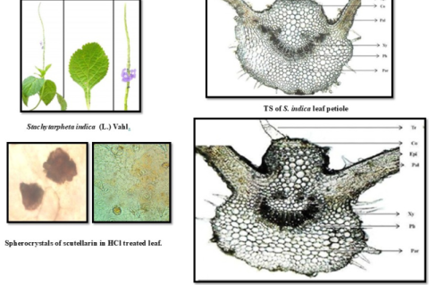 Stachytarpheta indica (L.) Vahl., TS of S. indica leaf petiole, TS of S. indica leaf and Spherocrystals of scutellarin in HCl treated leaf.