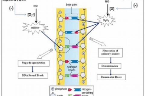Mechanism of DNA damage induced by NO and its prevention by plant extract. Nitrous anhydride (N2 O3 ), an auto oxidation product of NO, causes nitrosation of primary amines in the DNA bases. While, peroxynitrite (ONOO- ), formed from the reaction of NO with superoxide, attacks sugar-phosphate backbone causing single strand breaks. The plant extract competes with the oxygen to react with NO, inhibiting the formation of nitrous anhydride and peroxynitrite
