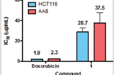 IC50 value of 1 and Doxorubicin against a human cancer cell line colon carcinoma 116 and a noncancer cell line Chinese hamster ovary cells (AA8)