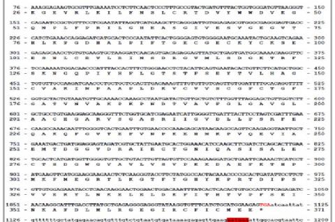 Nucleotide and deduced amino acid sequence of Phaseolus vulgaris L. alcohol dehydrogenase cDNA clone (Accession No: KF569659). Open reading frame (ORF) and 3’non-coding region of the cDNA is shown in capital and small letters, respectively. Amino acids are represented by a single letter codes; both, nucleotide and deduced amino acid sequence is numbered at both ends of each sequence line. The ORF encodes for 371 amino acid residues. Amino acid residues are numbered beginning with the initial Methionine (M) 