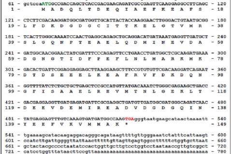 Nucleotide and deduced amino acid sequence of Phaseolus vulgaris L. calmodulin cDNA (GenBank Accession No: JX869966). An open reading frame (ORF) and noncoding regions are shown in capital and small letters, respectively. The deduced amino acid sequence is given below the nucleotide sequence, which is numbered at both ends of each sequence line. The ORF encodes for a protein containing 149 amino acid residues. Initiation and termination codons are shown in green and red colour, respectively; *represents sto