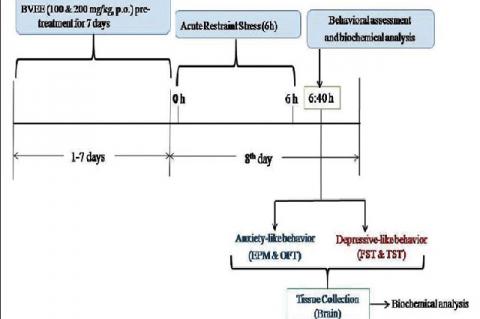 Illustration of experimental design. BVEE: Beta vulgaris ethanolic extract; EPM: Elevated plus maze; FST: Forced swim test; OFT: Open field test; TST: Tail suspension test