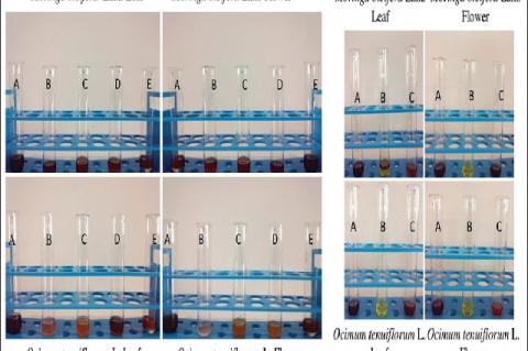 (a) Preliminary phytochemical analysis of two screened plant species Moringa oleifera Lam. and Ocimum tenuiflorum L. A = Test for tannins, B = test for phlobatannins, C = test for saponins, D = test for flavonoids, E = test for terpenoids. (b) Preliminary phytochemical analysis of two screened plant species Moringa oleifera Lam. and Ocimum tenuiflorum L. A = Test for reducing sugar, B = test for alkaloids, C = test for anthraquinones