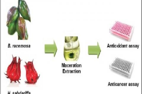 Antioxidant and Cytotoxic Effect of Barringtonia racemosa and Hibiscus sabdariffa Fruit Extracts in MCF-7 Human Breast Cancer Cell Line