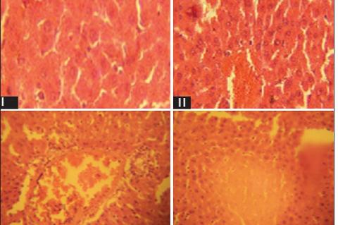 Photomicrograph of liver sections of rats treated with ethanol extract of Ageratum conyzoides and sodium arsenite for 7 days (Mag X400). (I) Control showing no visible lesion. (II) EEAC only (100mg/kg body weight) showing no visible lesion. (III) Sodium arsenite (2.5mg/kg body weight) showing diffused vacuolation of hepatocytes, congestion and cellular infiltration by mononuclear cells. (IV) EEAC + SA (100mg/Kg and 2.5mg/Kg body weight) showing very mild vacuolar degeneration of hepatocytes