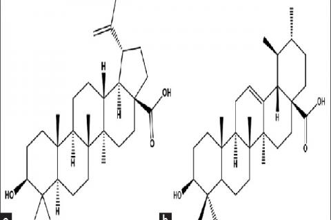 Isolated compounds from the fruits of M. dendron: Betulinic acid (a) and ursolic acid (b)