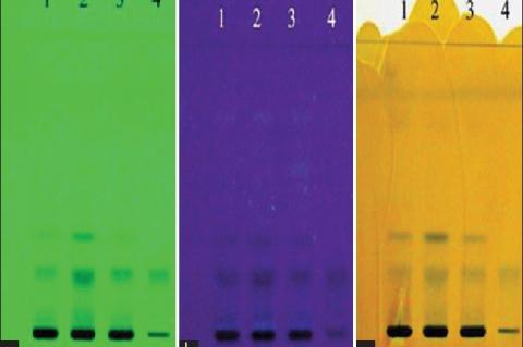 High‑performance thin layer chromatography fingerprint of Woodfordia fruticosa samples and ellagic acid standard with solvent system A. (a) At ultraviolet 254 nm; (b) at ultraviolet 366 nm; (c) after spraying with 5% methanolic FeCl3 reagent. 1: Hyderabad, Telangana, sample of Woodfordia fruticosa flowers; 2: Bangalore, Karnataka, sample of Woodfordia fruticosa flowers; 3: Nahan, Himachal Pradesh, sample of Woodfordia fruticosa flowers; 4: Standard ellagic acid