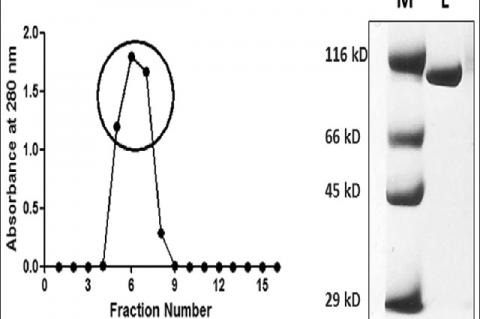 Preparation of lactoferrin from camel milk. (a) Elution profile of lactoferrin from camel milk on cation exchange SP‑Sepharose column. The flow rate was 5 ml/min and the volume of the fractions was 3 ml. (b) Sodium dodecyl sulfate‑polyacrylamide gel electrophoresis of pool of peck fractions (shown in circle in Figure 1a). M stands for molecular weight markers. L stands for isolated lactoferrin