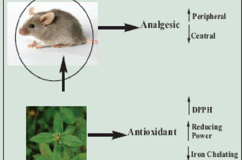 Analgesic and Antioxidant Activities of Stem Bark Extract and Fractions of Petersianthus macrocarpus