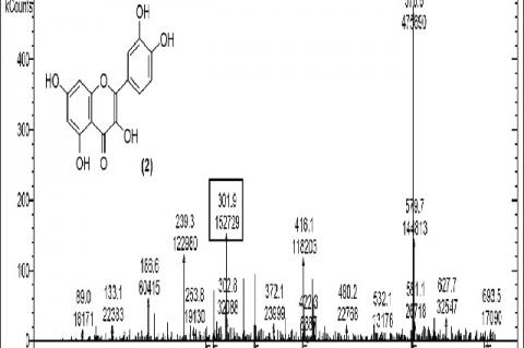 Mass spectrum showing presence of quercetin (2) in Carissa congesta extract