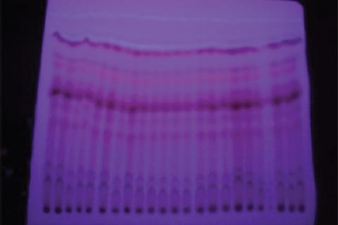 PTLC separation of phytochemicals from K.pinnatum